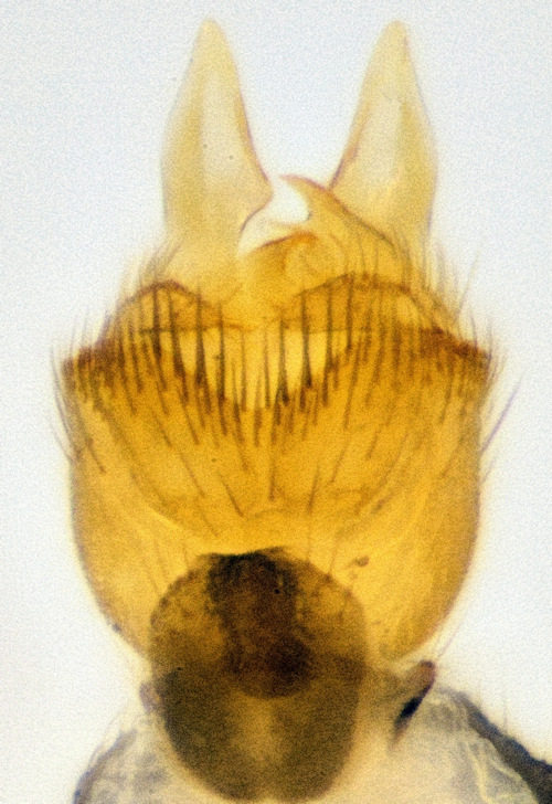 Zygomyia angusta ventral