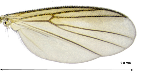 Zygomyia angusta wing