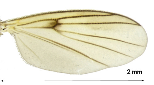 Zygomyia kiddi wing