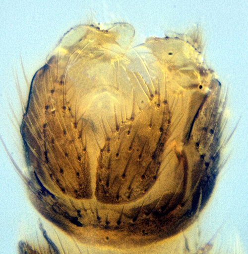 Zygomyia dorsal lateral