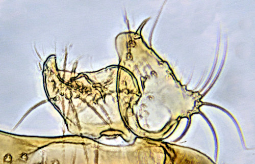 Zygomyia dorsal gonostylus