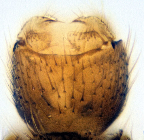 Zygomyia notata ventral