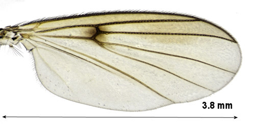 Zygomyia notata wing
