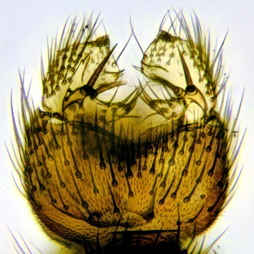 Zygomyia semifusca ventral