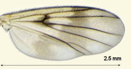 Zygomyia semifusca wing