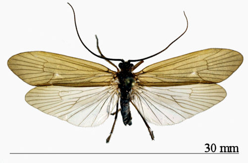 Anabolia nervosa