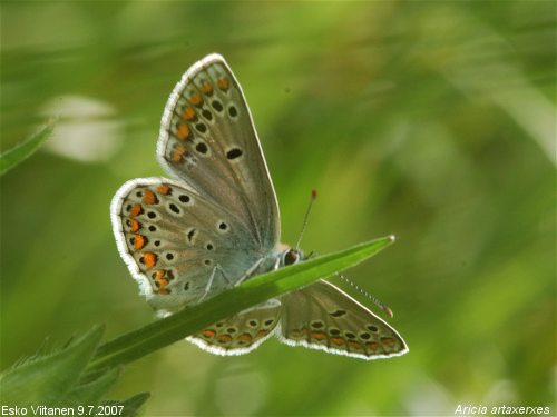 Aricia artaxerxes Rautjärvi 9.7.2007