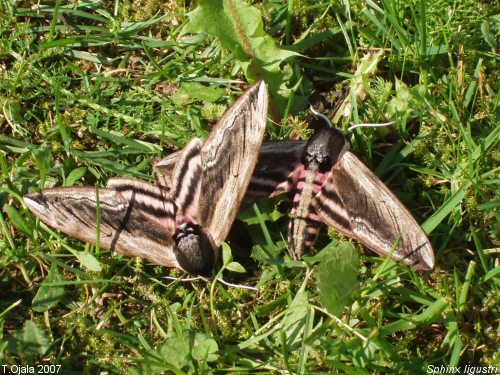 Sphinx ligustri 2007 Luvia