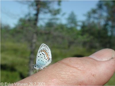 Plebejus argus 22.7.2001 V:Nummi-Pusula 672:33