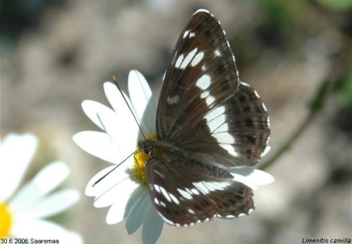 Limenitis camilla  Saarenmaa 30.6.2006