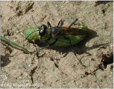 Põlva Estonia 6.8.2002