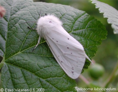 pilosoma lubricipedum 8.6.2002 V:Nummi-Pusula 672:33