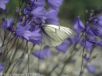 Aporia crataegi 13.7.1998 Saarenmaa