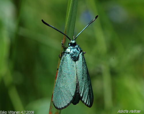 Adscita statices Nummi-Pusula Myllymäki 4.7.2008