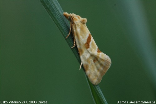 Aethes smeathmanniana Orivesi 24.6.2006