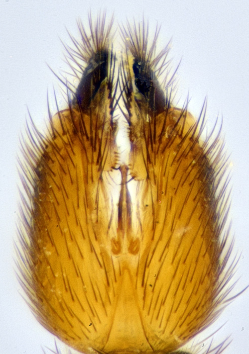 Allodia anglofennica ventral