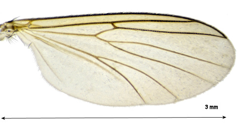 Allodia anglofennica wing