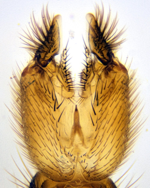 Allodia lugens ventral