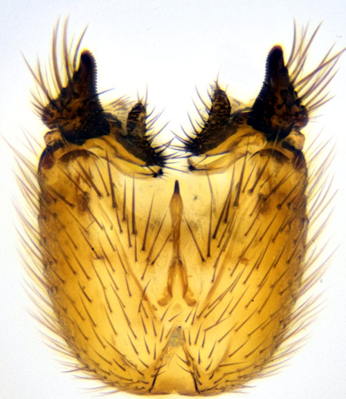 Allodia tuomikoskii ventral