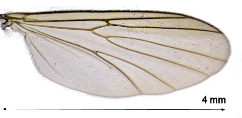 Allodia tuomikoskii wing