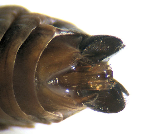 Anabolia nervosia male ventral