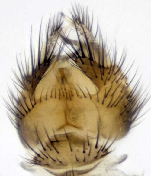 Anatella dampfi ventral