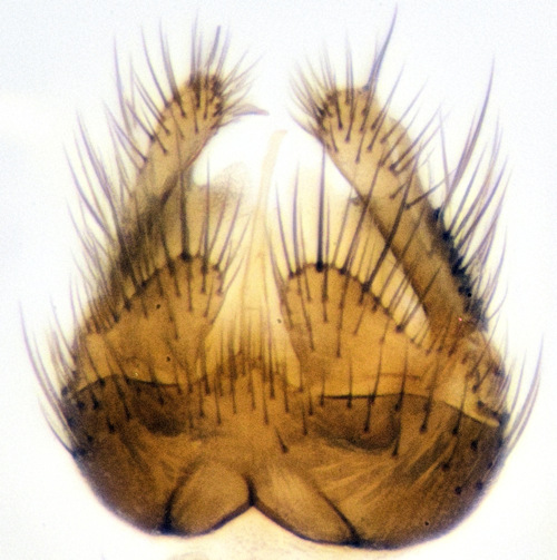 Anatella setigera ventral