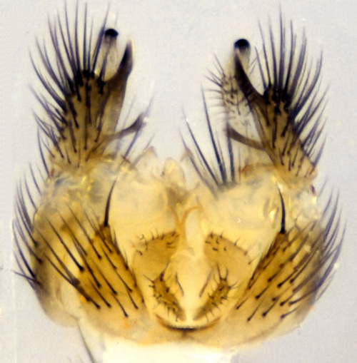 Anatella unguigera dorsal