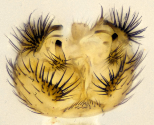 Anatella unguigera ventral