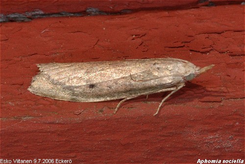 Aphomia sociella Åland, Eckerö 9.7.2006