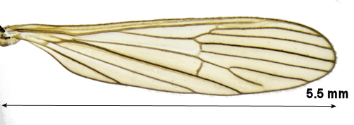Arctoconopa forcipata wing