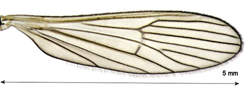 Arctoconopa obscuripes wing