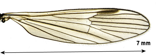 Arctoconopa quadrivittata wing