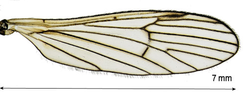 Arctoconopa zonata wing