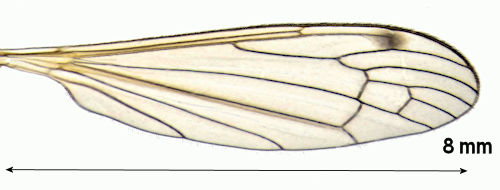 Atypophthalmus inustus wing
