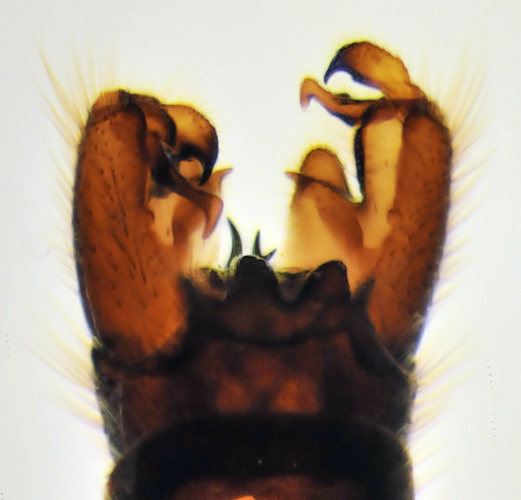 Austrolimnophila unica male dorsal