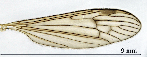 Austrolimnophila unica wing