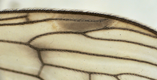Austrolimnophila unica wing