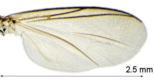 Azana anomala wing