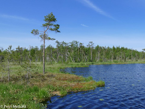 Savukoski Ainijärvi