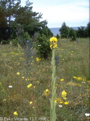 Saarenmaa 13.7.1998