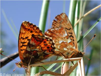 Boloria aquilonaris 1.7.2001 A:Eckerö 669:09