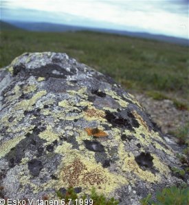 Utsjoki Ailigas 6.7.1999