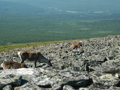 Utsjoki Karigasniemi Ailigas 9.7.2005