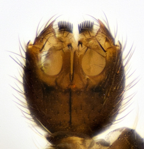 Boletina edwardsi ventral