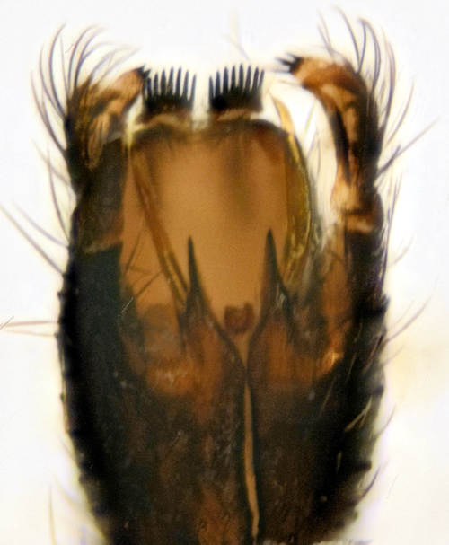 Boletina falcata ventral