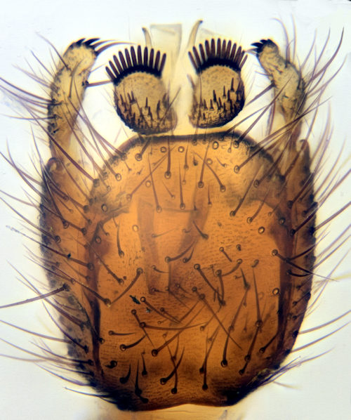 Boletina moravica dorsal