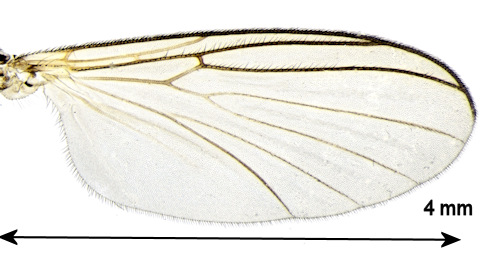 Boletina moravica wing