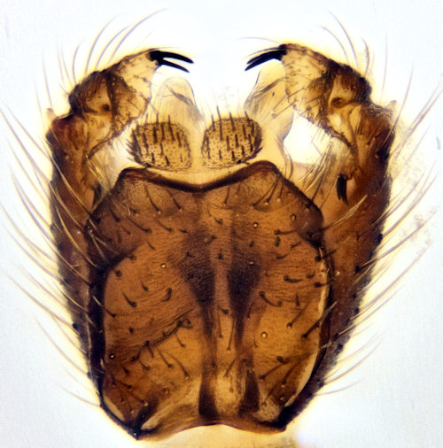 Boletina nigricans dorsal