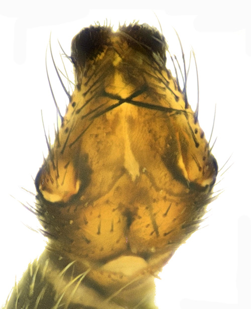 Boletina trivittata ventral